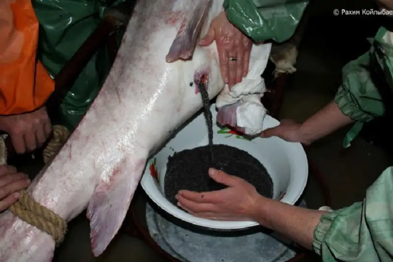 Атирау заводида битта балиқдан 22 кг қора икра олинди