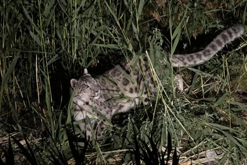 Редкие фото снежного барса сделали в нацпарке «Алтын-Эмель»