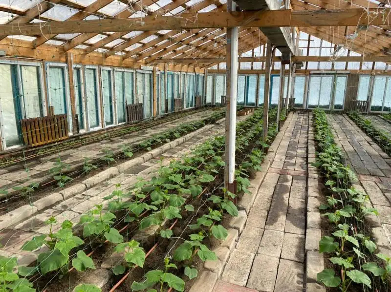 Қозоғистонлик коллеж талабалари ўзлари қурган иссиқхонадан ҳосил ола бошлади