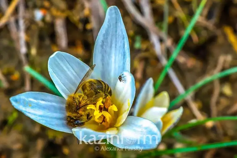 Алматида бойчечак гуллади