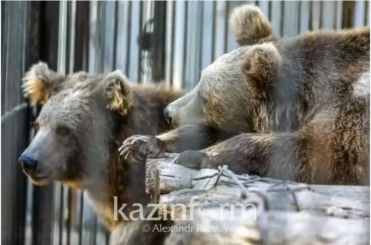 ايۋ تالاعان سولتۇستىك قازاقستان تۇرعىنى قولىنان ايىرىلدى