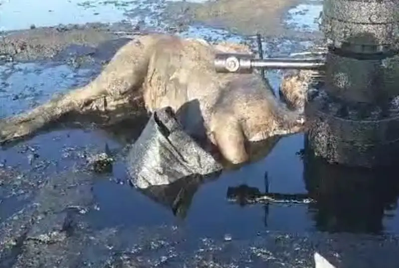 ماڭعىستاۋدا دالاعا توگىلگەن مۇنايدان مال قىرىلدى - مينيسترلىك وقيعانىڭ ءمان- جايىن ءتۇسىندىردى