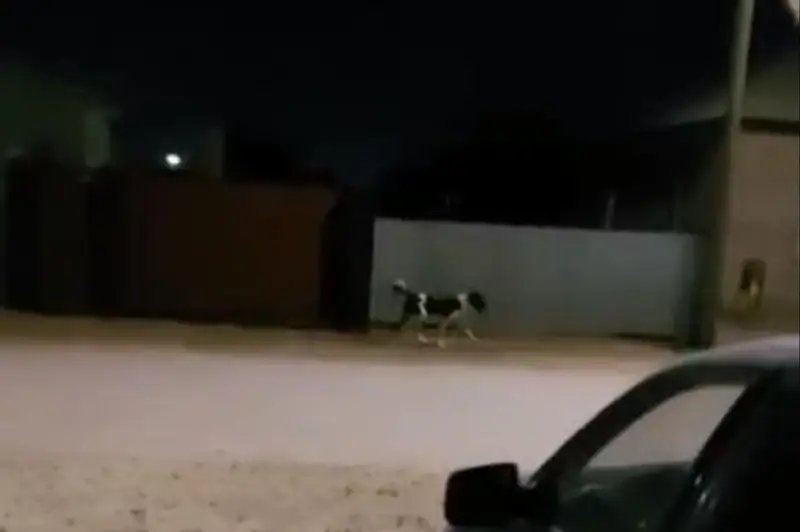 Atyraý turǵynyn talap tastaǵan alabaı ıtiniń ıesi anyqtaldy