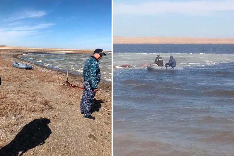 اقمولا وبلىسىندا جوعالعان ءبىر ءۇيىر جىلقى كولگە باتىپ كەتكەن بولىپ شىقتى