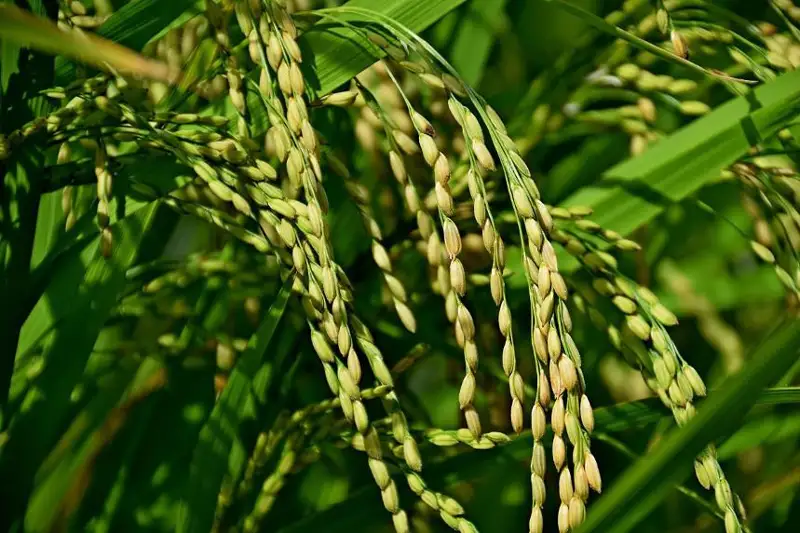 Площади риса снижены в Туркестанской и Кызылординской областях