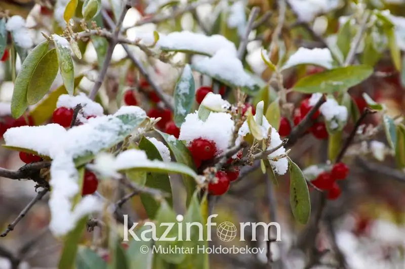 Qazaqstannyń shyǵysynda qar jaýady - jeksenbige arnalǵan aýa raıy boljamy
