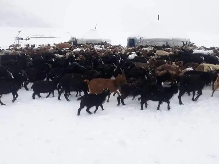 Мўғулистонда қор ёғди