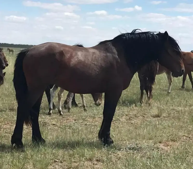 سالماعى - 700 كەلى، بويى - 2 مەتر. اباي وبلىسىندا جىلقىنىڭ جاڭا ءتۇرى پايدا بولدى