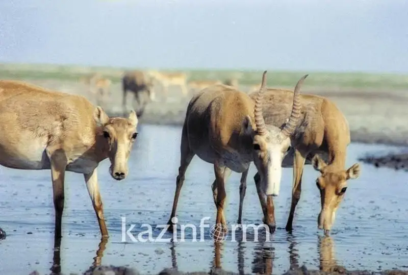 Популяция сайгаков растет в Казахстане