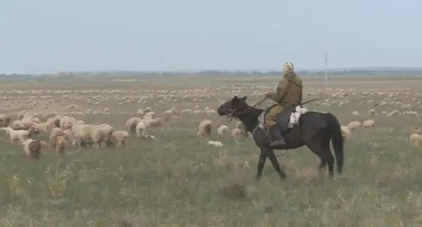 شىعىس قازاقستانداعى شارۋشىلىقتاردا مالشى جەتىسپەيدى