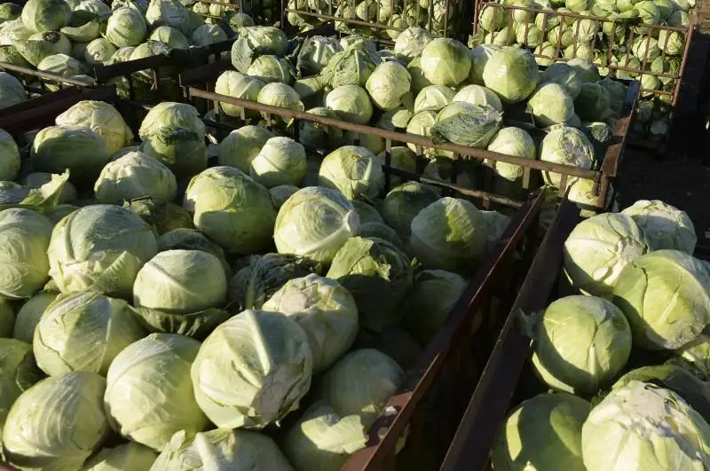 Жетисайлик фермерлар Россияга 80 тонна карам жўнатишди