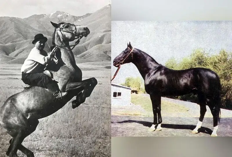 ايگىلى ابسەنتتىڭ مەحيكو وليمپياداسىنان كەيىنگى تاعدىرى قالاي بولدى