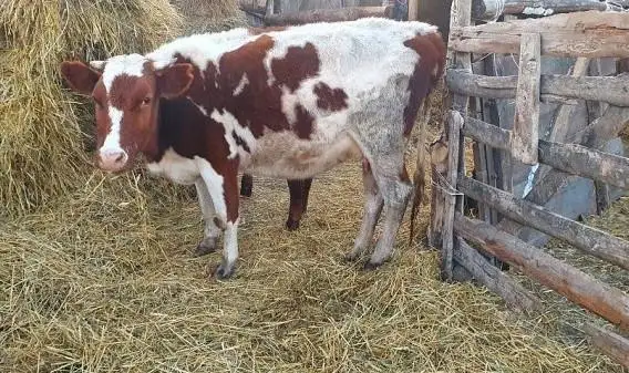 قاراعاندىدا ءىرى قارادان قاۋىپتى اۋرۋ انىقتالدى