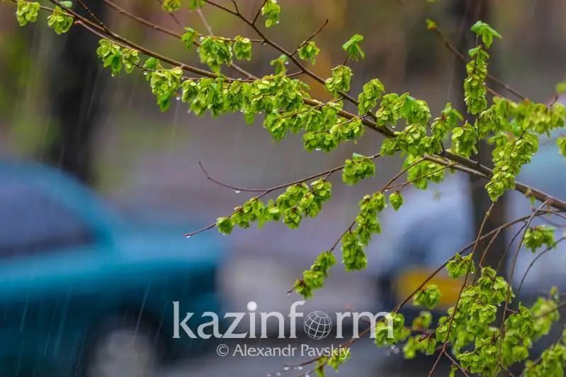 سينوپتيكتەر 14 وڭىردە ەسكەرتۋ جاريالادى