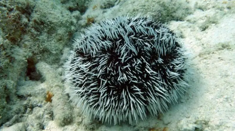 Олимлар саратон касаллигини даволаш учун денгиз типратиканидан материал тайёрлади