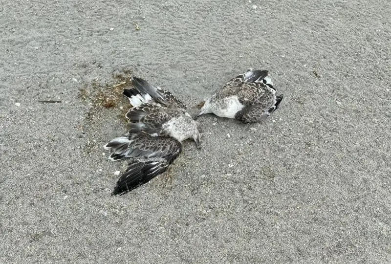 Массовая гибель чаек произошла в Атырау