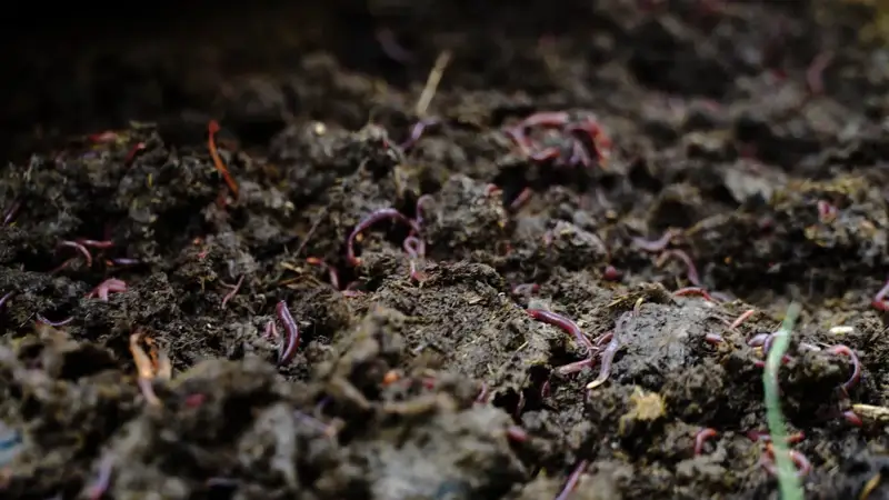 اتىراۋلىق جالبىز بەن جاۋىنقۇرت وسىرۋدەن تابىس تاۋىپ وتىر