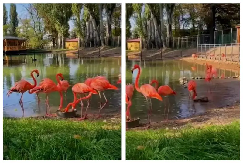 Красные фламинго в зоопарке Алматы восхитили казахстанцев