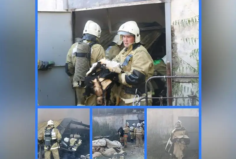 شىمكەنتتە ماقتا وڭدەيتىن سەح ورتەنىپ كەتتى