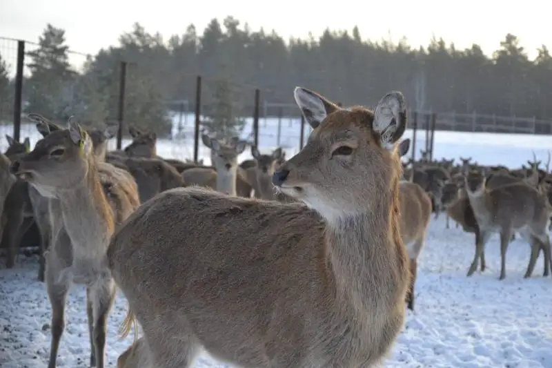 بۋرابايداعى قىستىڭ كەرەمەتى