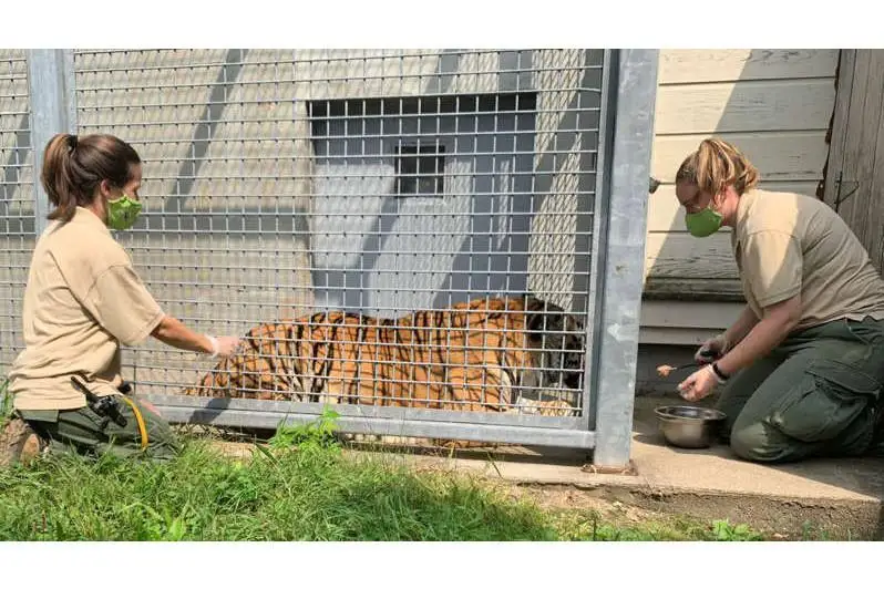 Коронавирус: AҚШнинг иккита ҳайвонот боғи ҳайвонларни эмлашни бошлади