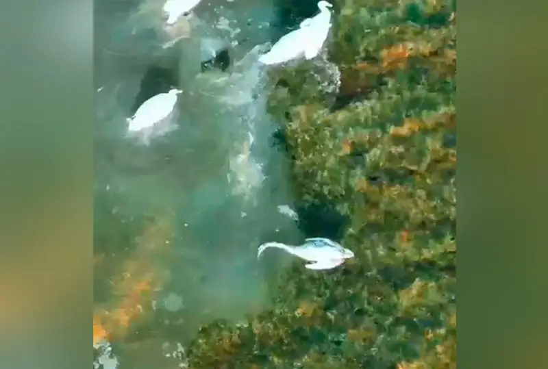 ماڭعىستاۋداعى قاراكول كولىندە اققۋلار قىرىلدى