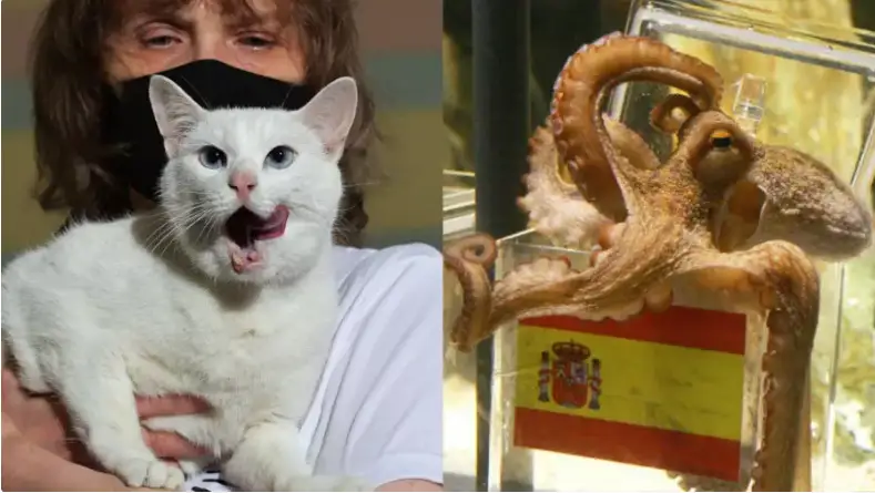 فۋتبولدان الەم چەمپيوناتىندا قانداي ساۋەگەي جانۋارلار بولدى؟