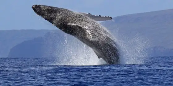 كيتتەر دە بالالارىنا ءسۇت بەرەدى