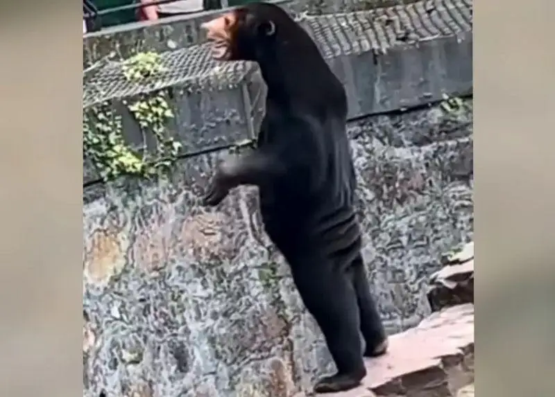 قىتايدا زووپارك ايۋلاردىڭ كيىنىپ العان ادام ەمەس، ءتىرى ايۋ ەكەنىن دالەلدەۋگە ءماجبۇر بولدى