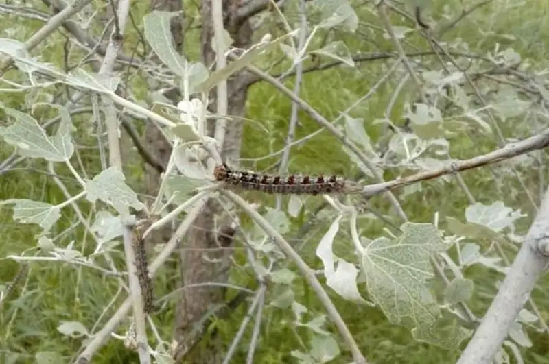 Нашествие гусениц шелкопряда наблюдается на 14 га леса в Павлодарской области