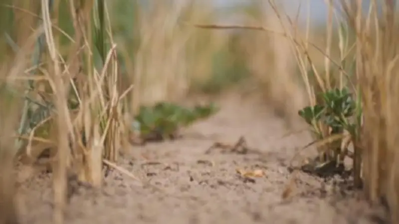 Италия шимолидаги қурғоқчилик шоли экинларининг 30% дан ортиғини йўқотишига олиб келиши мумкин