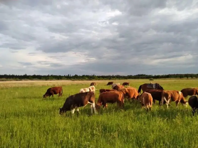 جەرى باردىڭ مالى جوق، مالى باردىڭ جەرى جوق