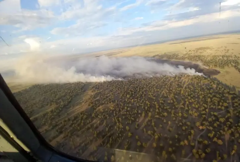 اباي وبلىسىنداعى ورمان اۋماعىنان شىققان ءورت 20 گەكتار اۋماقتى شارپىدى