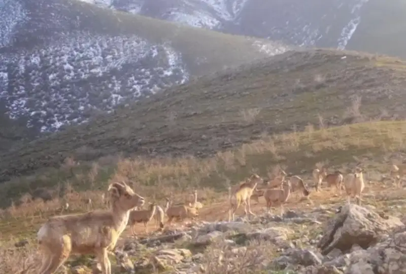 Каратауские архары попали в фотоловушку Сайрам-Угамского национального парка