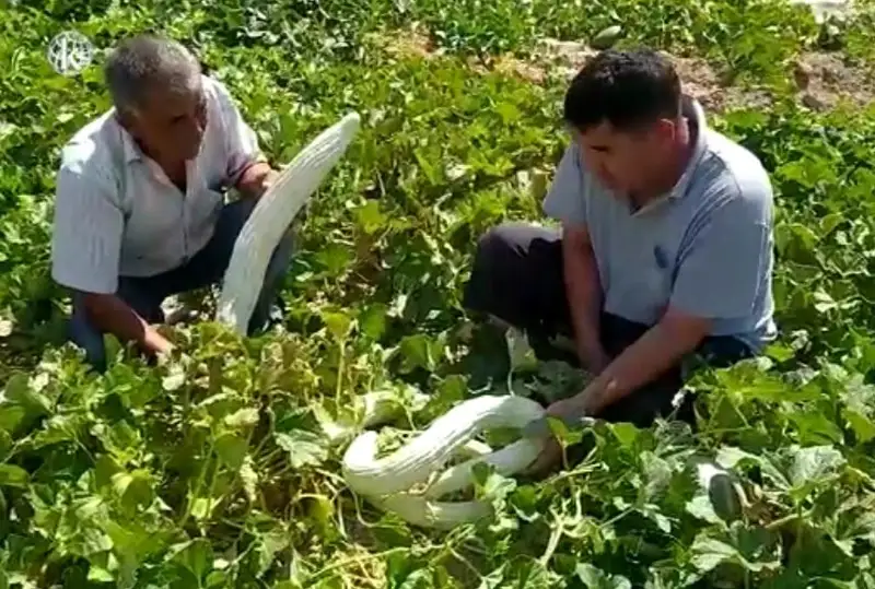 Фермер вырастил дыню длиной 1,5 м в Туркестанской области