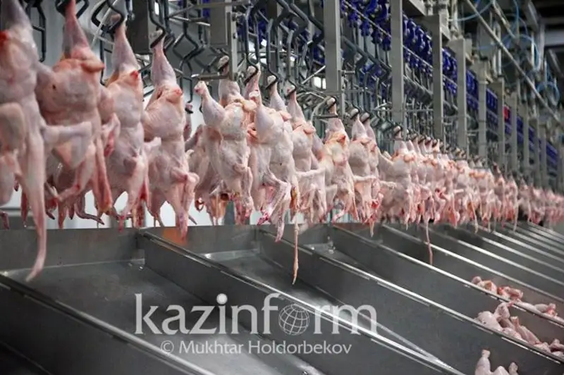 Қозоғистонда парранда гўшти етиштириш ортди