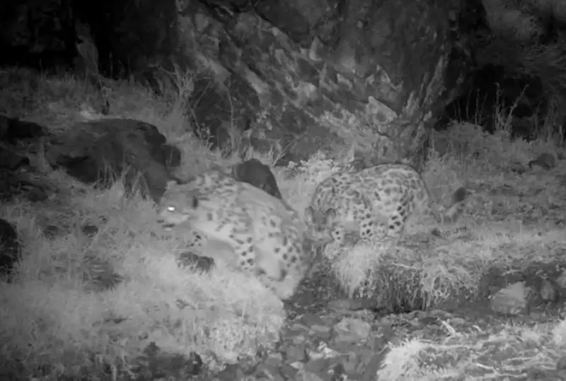 التىنەمەل مەن سايرام-وگەمدە قار بارىسى ۆيدەوعا ءتۇسىپ قالدى