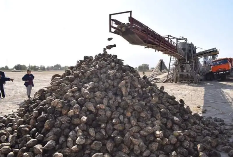 Қозоғистонда фермерлар 280 минг тоннадан ортиқ лавлагини қайта ишлашга топширди