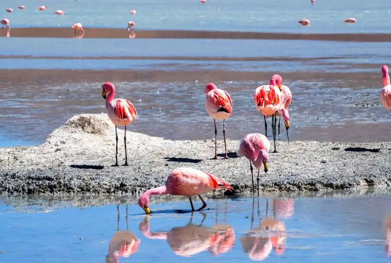 Глава государства призвал сохранить жемчужину Мангистау - озеро Караколь