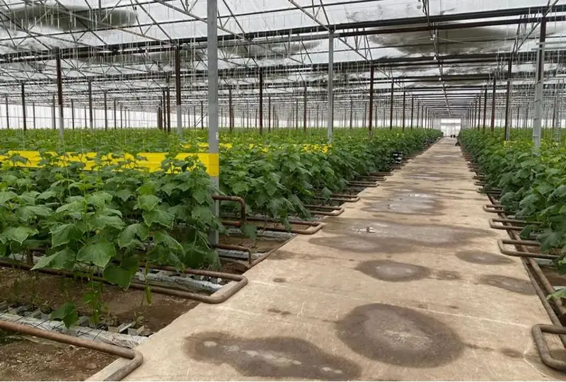 قاراعاندى وبلىسىندا جىلىجاي ۇستايتىن كاسىپكەر كۇنىنە ءبىر توننا قيار جينايدى