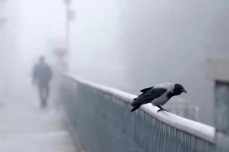 جەل، جاۋىن، تۇمان - سارسەنبى كۇنگى اۋا رايى بولجامى