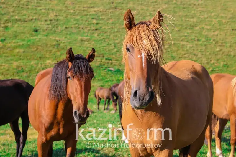 Қозоғистонда йилқи сони кўпайди