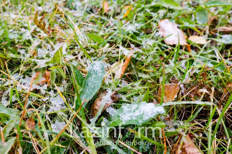 Заморозки до двух градусов на севере, востоке и центре РК прогнозируют синоптики 21 августа