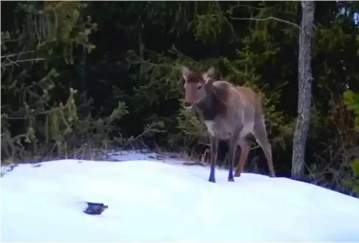 الماتى قورىعىن مەكەندەيتىن مارالدار ۆيدەوعا ءتۇسىپ قالدى