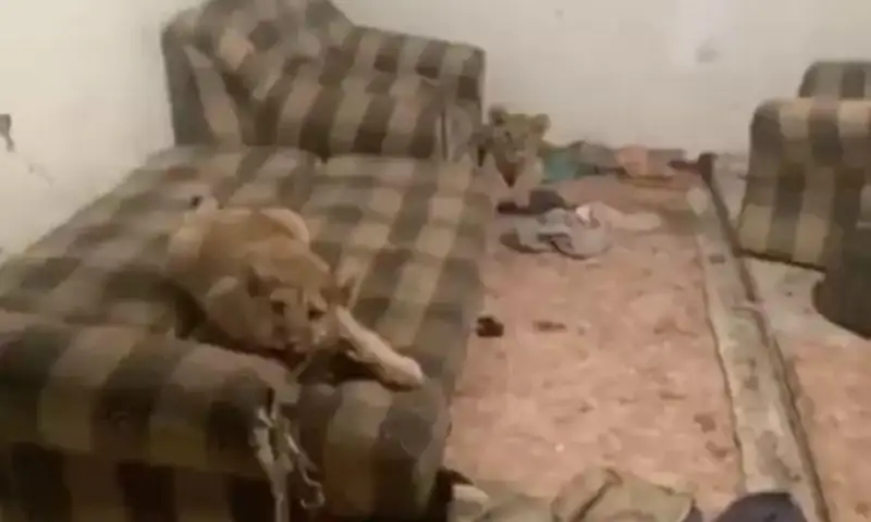 الماتى تۇرعىنى ەكى ارىستاندى قويمادا اسىراعان - ۆيدەو