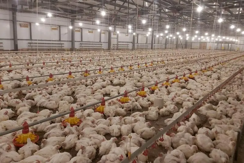 Қозоғистонда кунига 800 тоннадан ортиқ парранда гўшти ишлаб чиқарилади