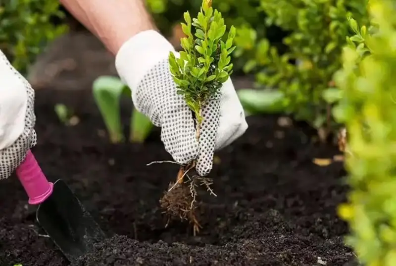 قىس تۇسكەندە شىمكەنت كوشەلەرىنە گۇل ەگىلدى