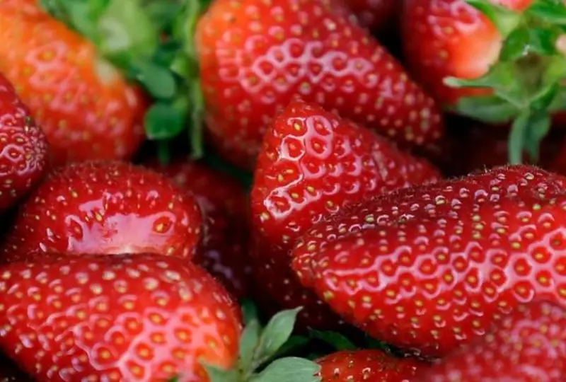 Вспышку гепатита «А» зафиксировали в США и Канаде