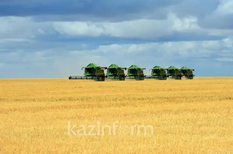 كيىك تۇياعىنىڭ استىندا قانشا گەكتار ەگىستىك تاپتالدى