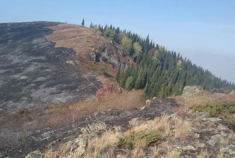 شىعىس قازاقستاندا 3800 گەكتارعا جايىلعان دالا ءورتى وقشاۋلاندى